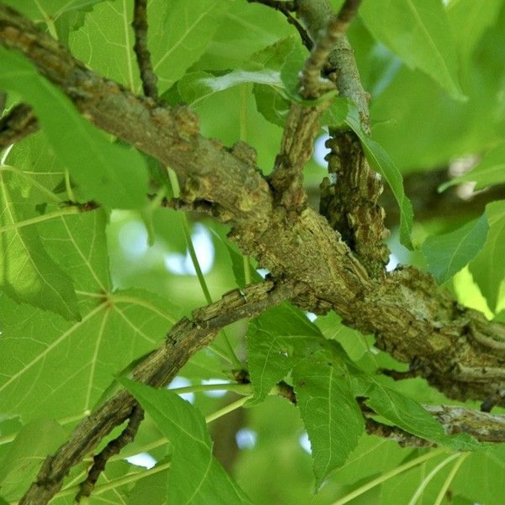 Liquidambar styraciflua Palo Alto