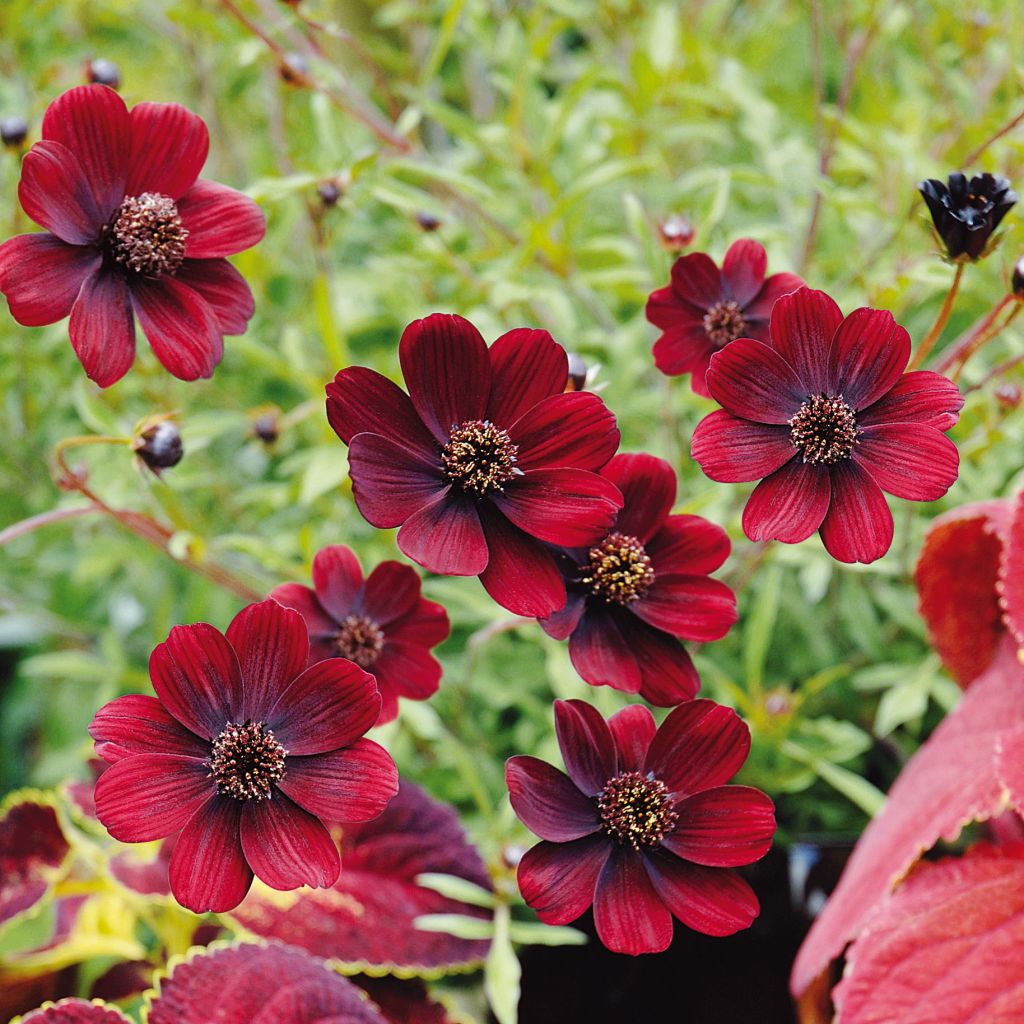 Cosmos atrosanguineus Chocamocha