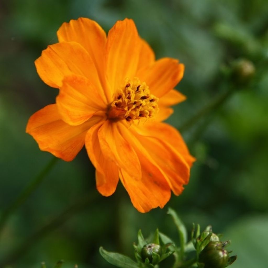 Cosmos sulphureus Mandarin