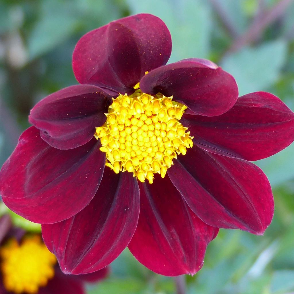 Cosmos Mexican Star