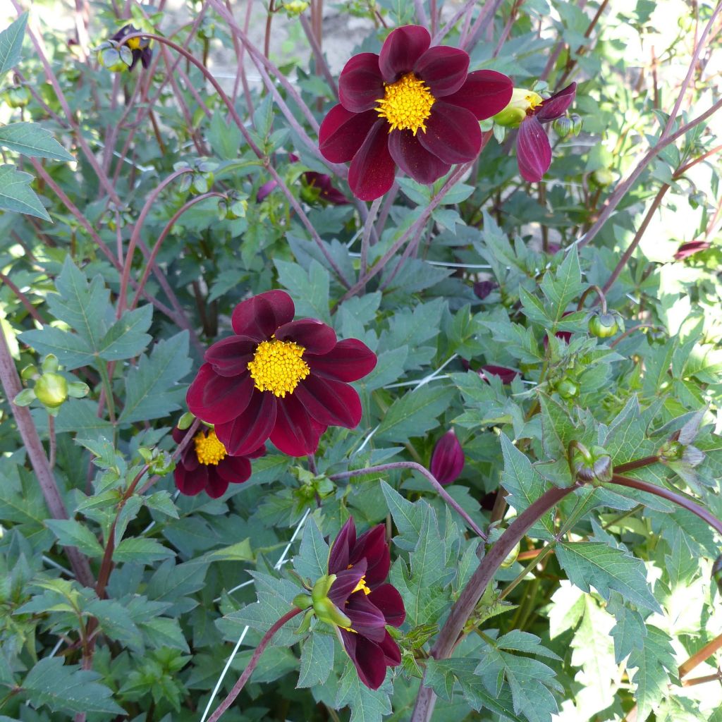 Cosmos Mexican Star