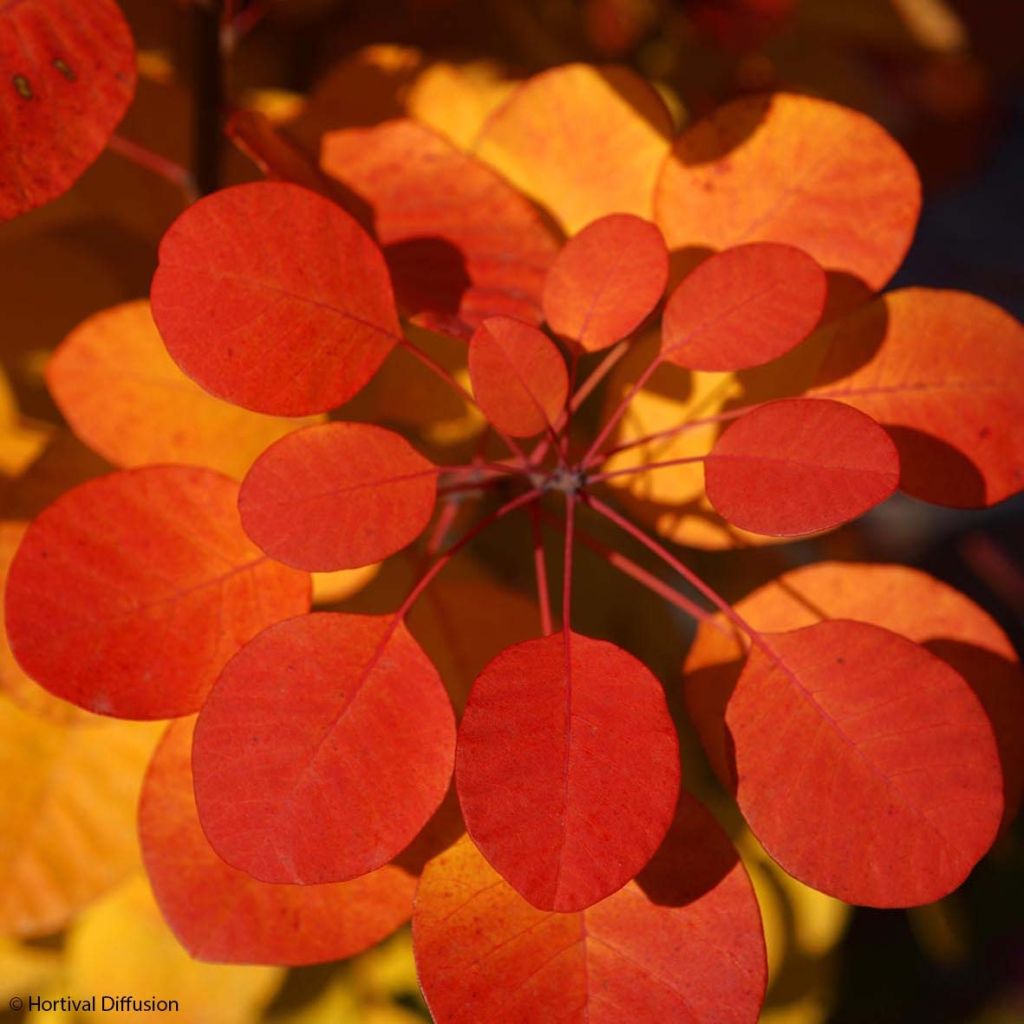 Árbol de las pelucas Flamissimo - Cotinus coggygria