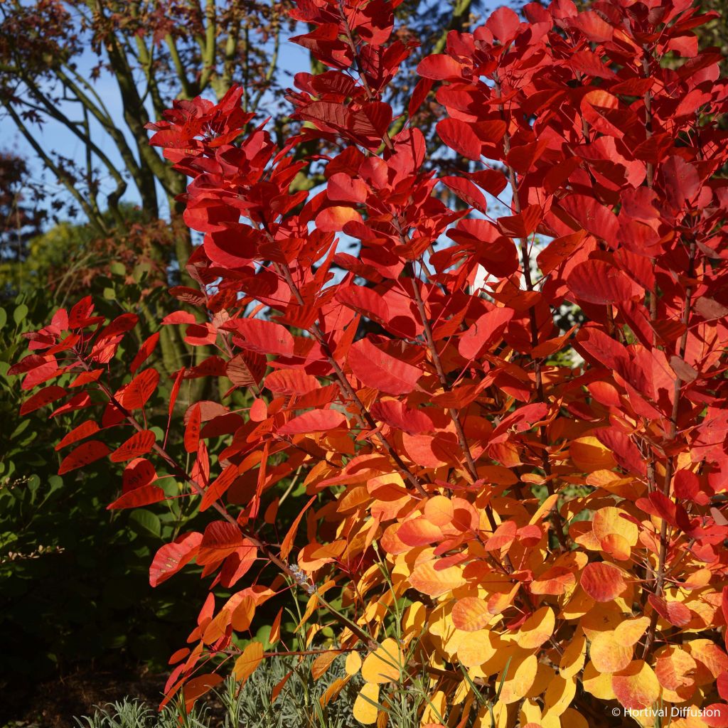 Árbol de las pelucas Flamissimo - Cotinus coggygria