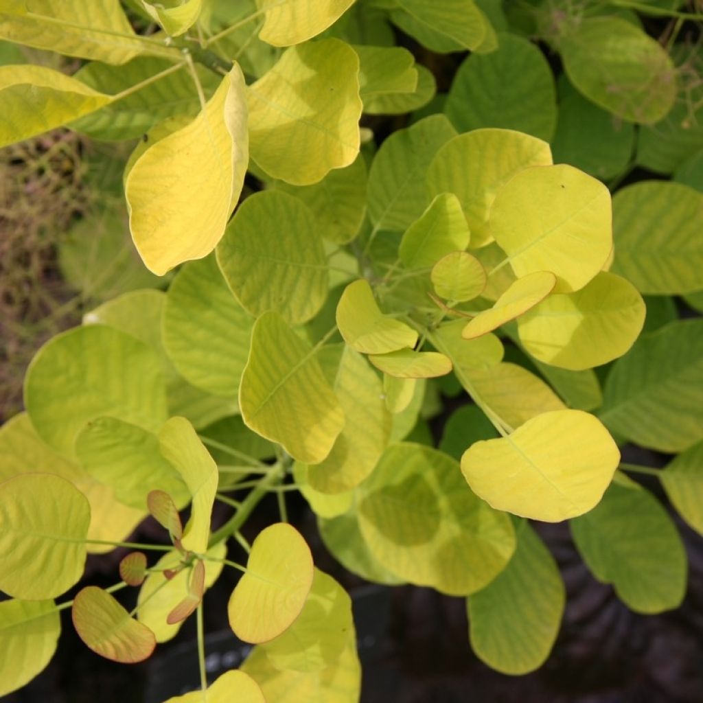 Árbol de las pelucas Golden Spirit - Cotinus coggygria