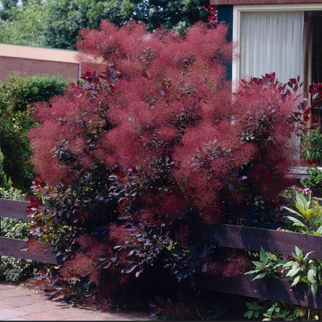 Árbol de las pelucas Royal Purple - Cotinus coggygria