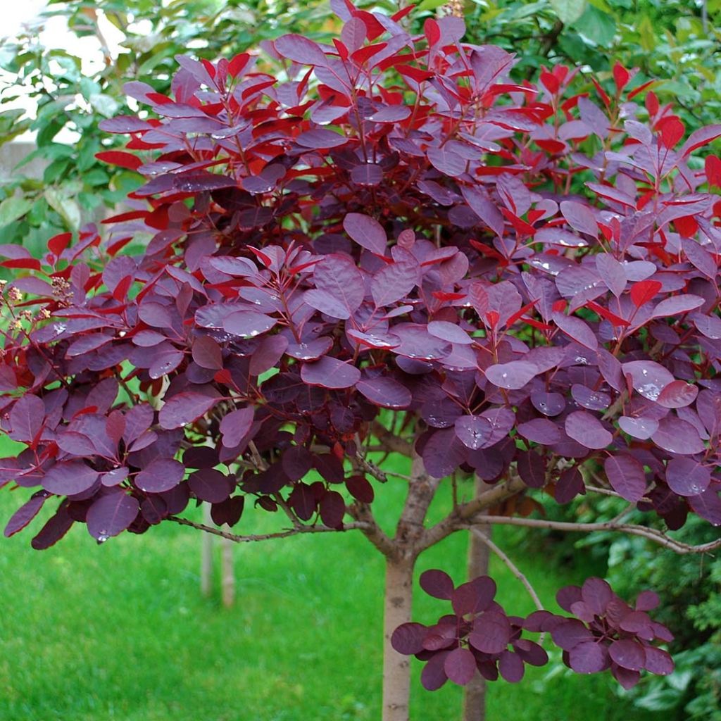 Árbol de las pelucas Royal Purple - Cotinus coggygria