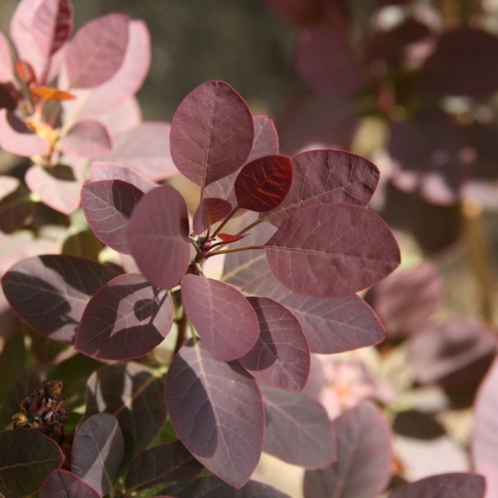 Árbol de las pelucas Royal Purple - Cotinus coggygria