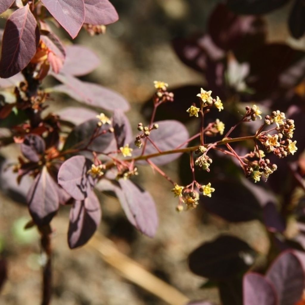 Árbol de las pelucas Royal Purple - Cotinus coggygria