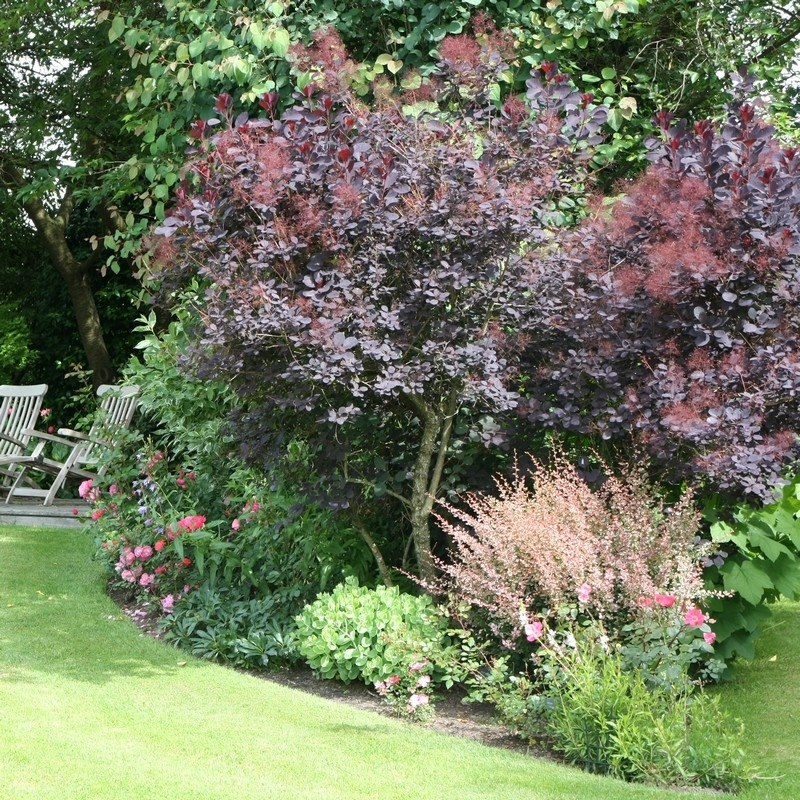 Árbol de las pelucas Royal Purple - Cotinus coggygria