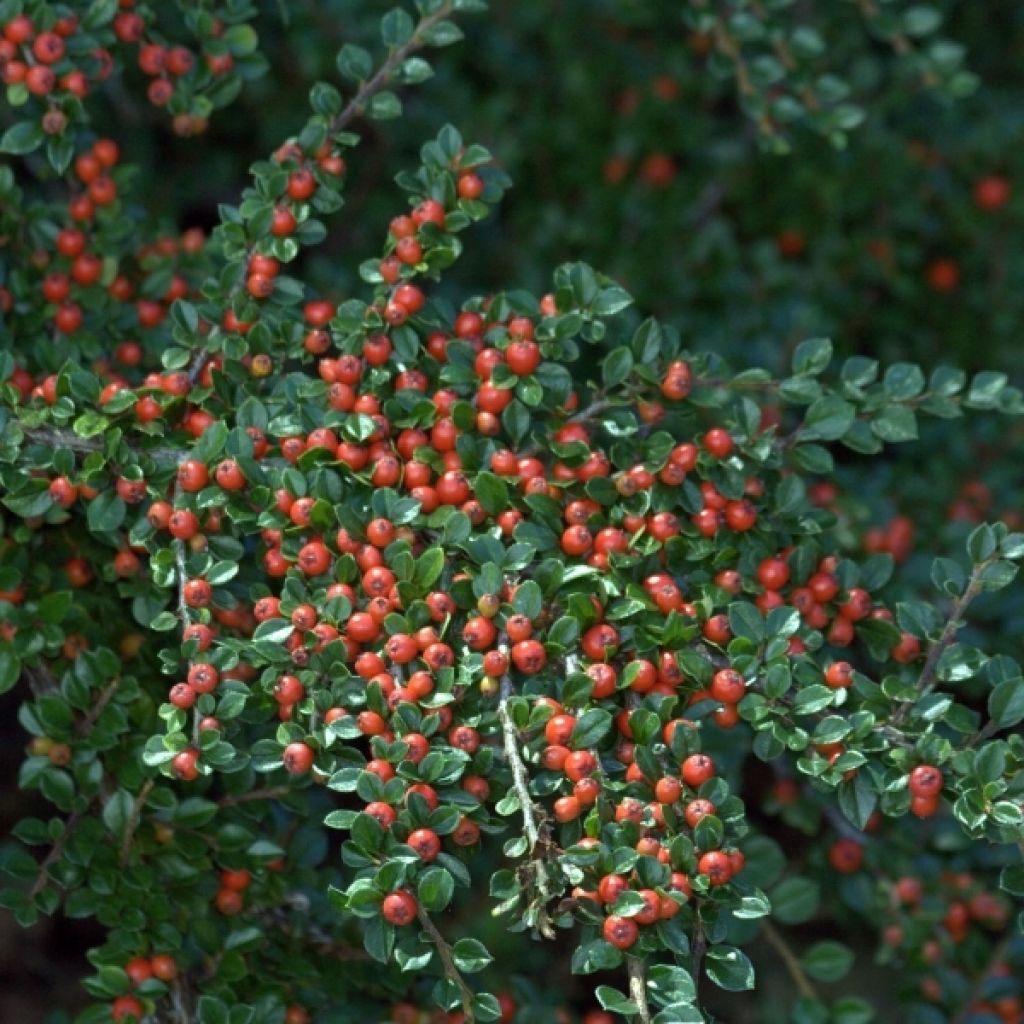 Cotoneaster horizontalis - Griñolera