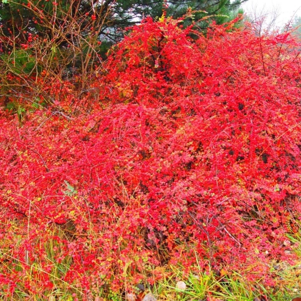 Cotoneaster horizontalis - Griñolera