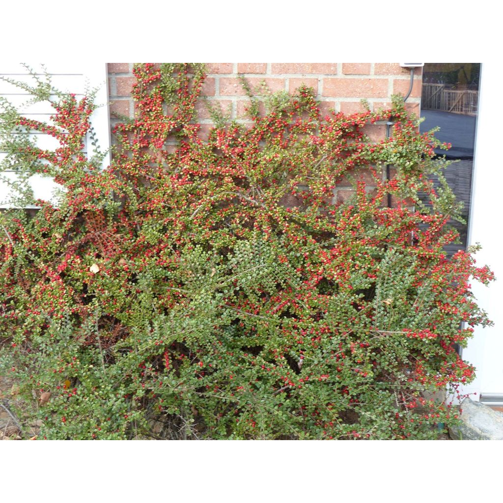 Cotoneaster horizontalis - Griñolera