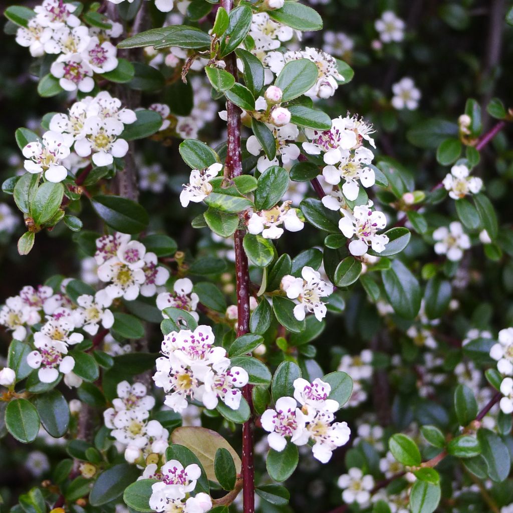 Cotoneaster procumbens Queen of Carpets