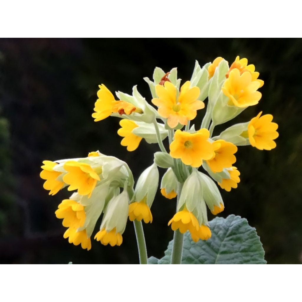 Primula veris