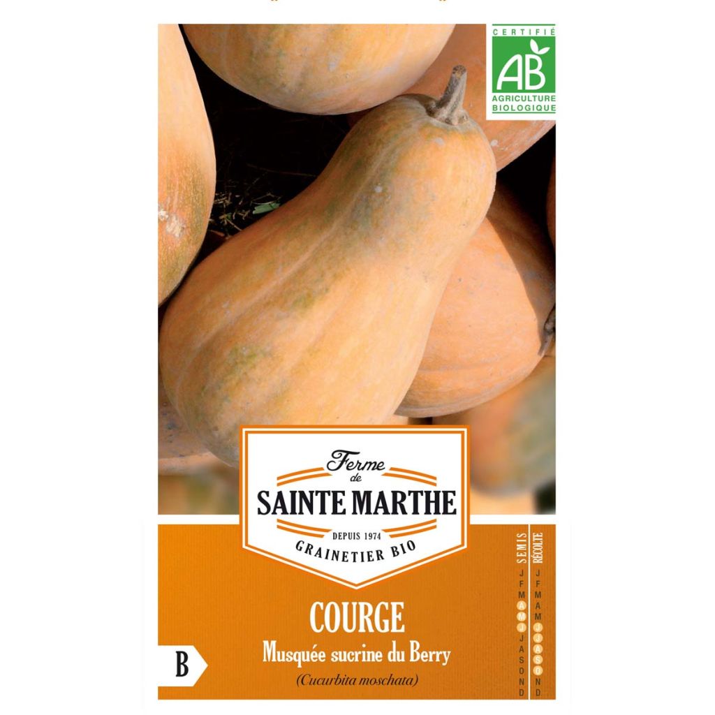 Calabacita amarilla Musquée Sucrine du Berry