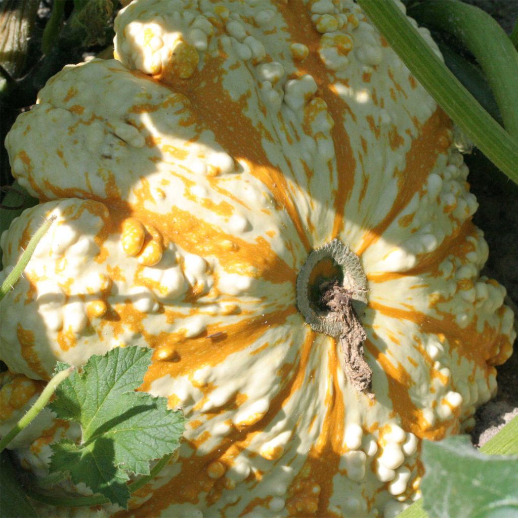 Calabaza bonetera Pâtisson verruqueux panaché