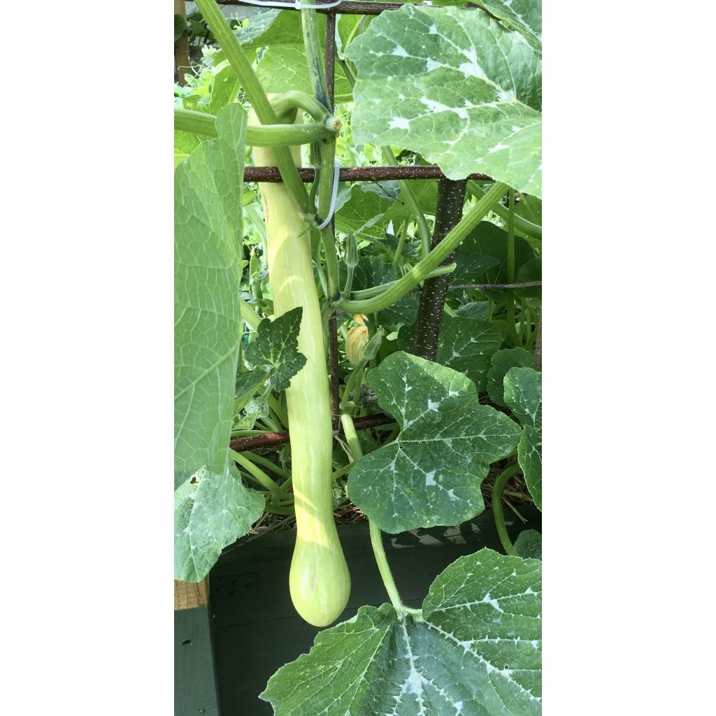 Calabacita amarilla Trompette d'Albenga