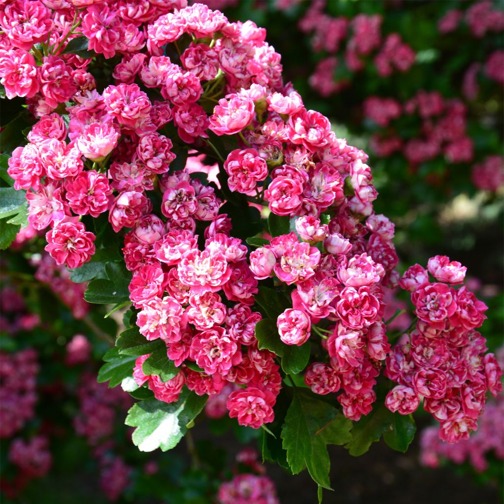 Espino blanco - Crataegus laevigata Paul's Scarlet