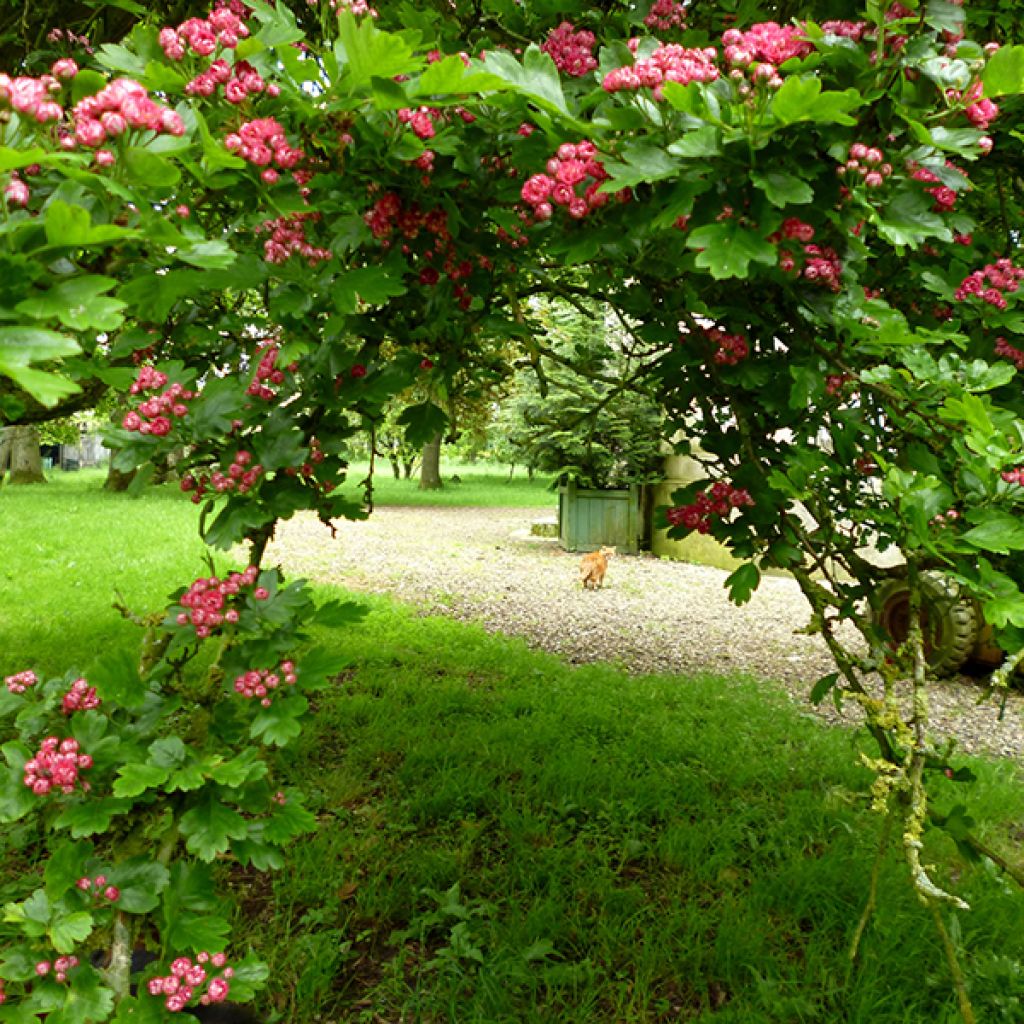 Espino blanco - Crataegus laevigata Paul's Scarlet