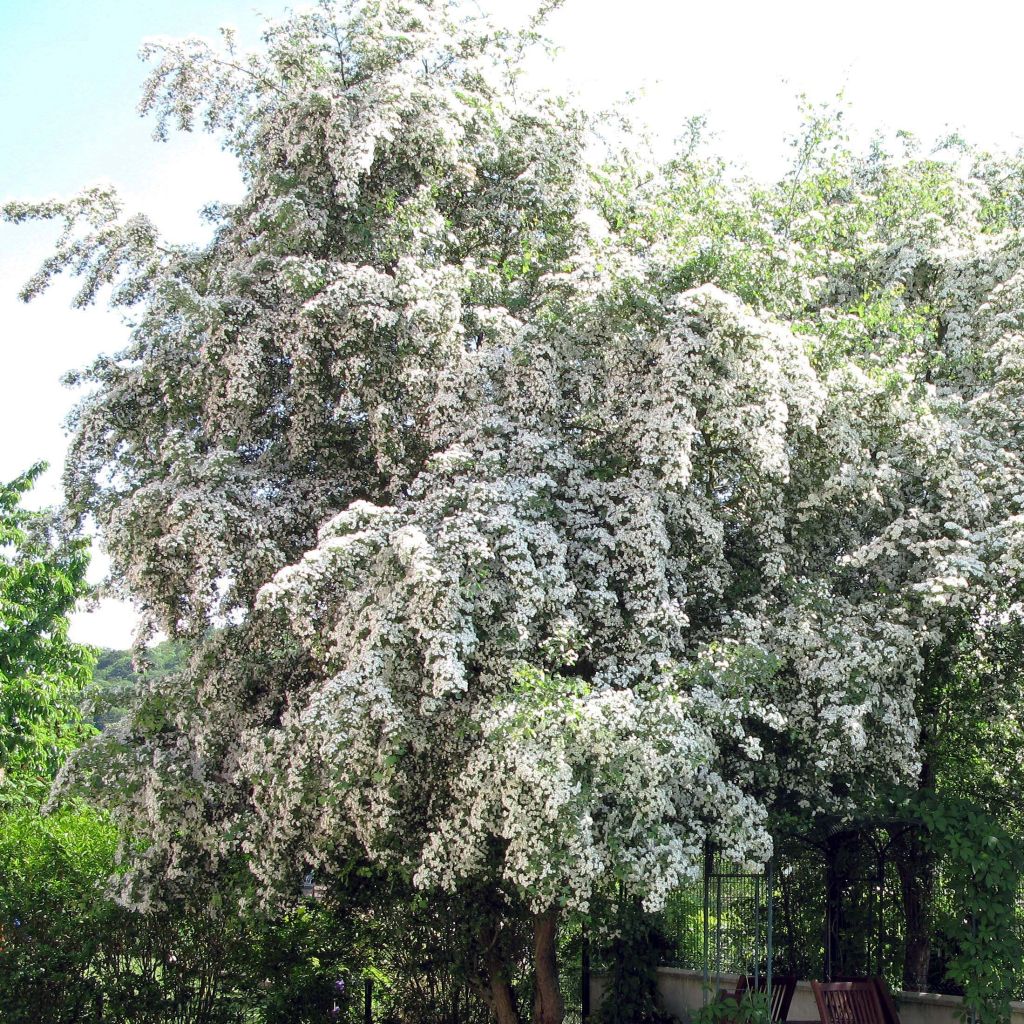 Espino albar - Crataegus monogyna