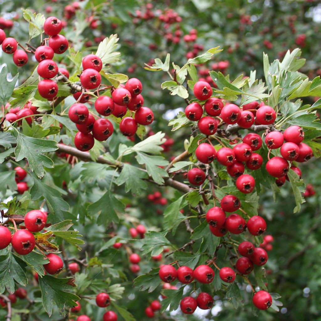 Espino albar - Crataegus monogyna