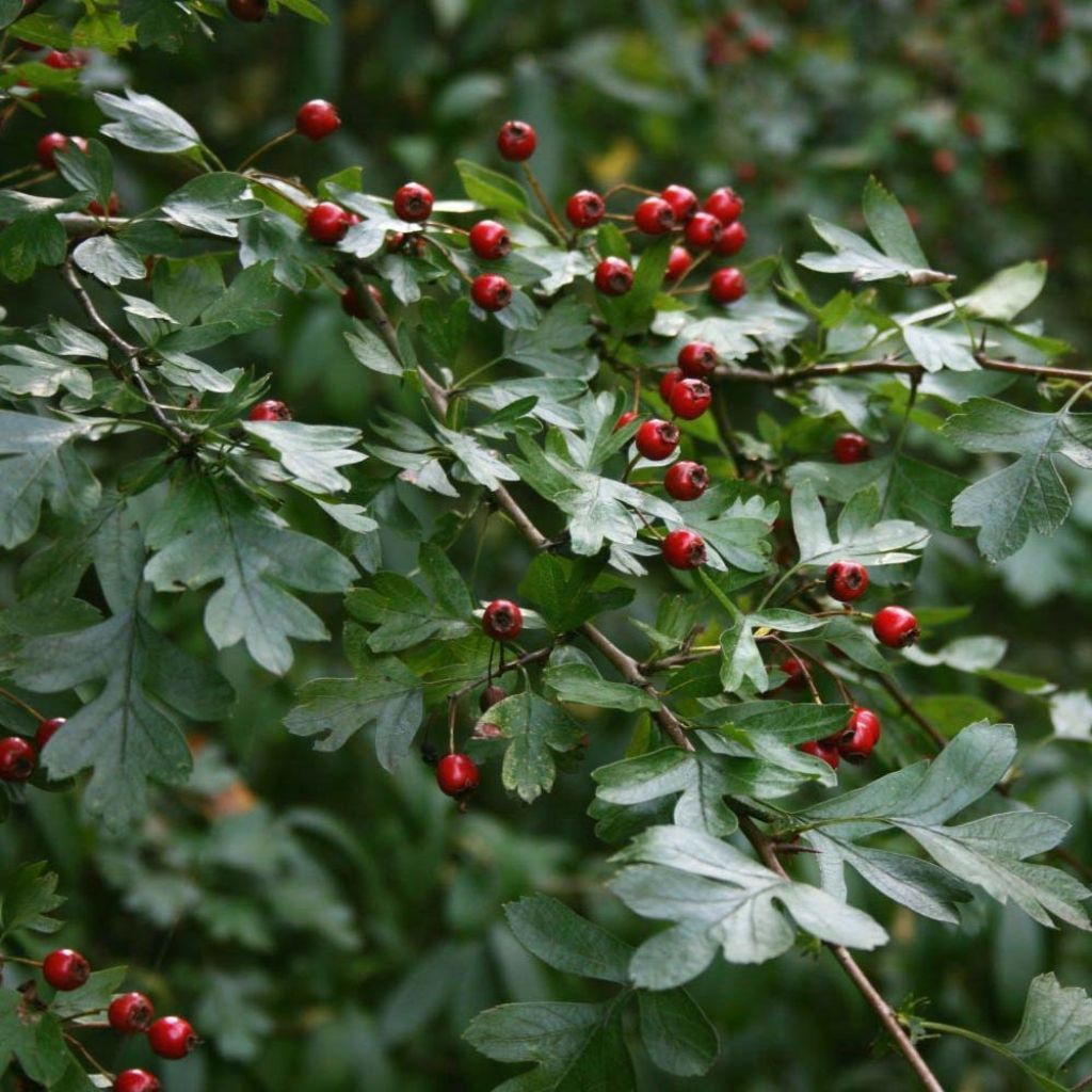 Espino albar - Crataegus monogyna