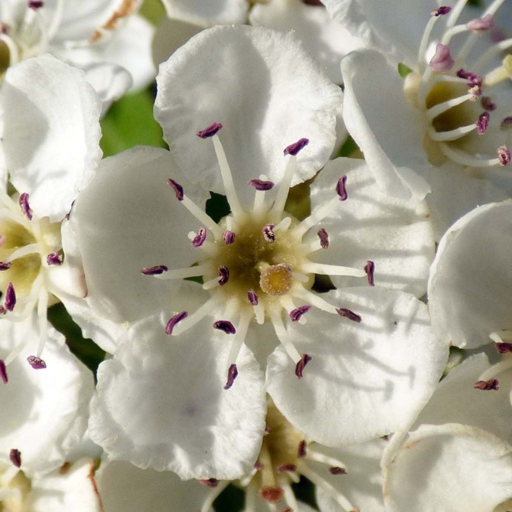 Espino albar - Crataegus monogyna