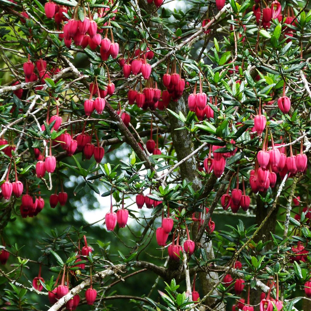 Crinodendron hookerianum - Polizonte