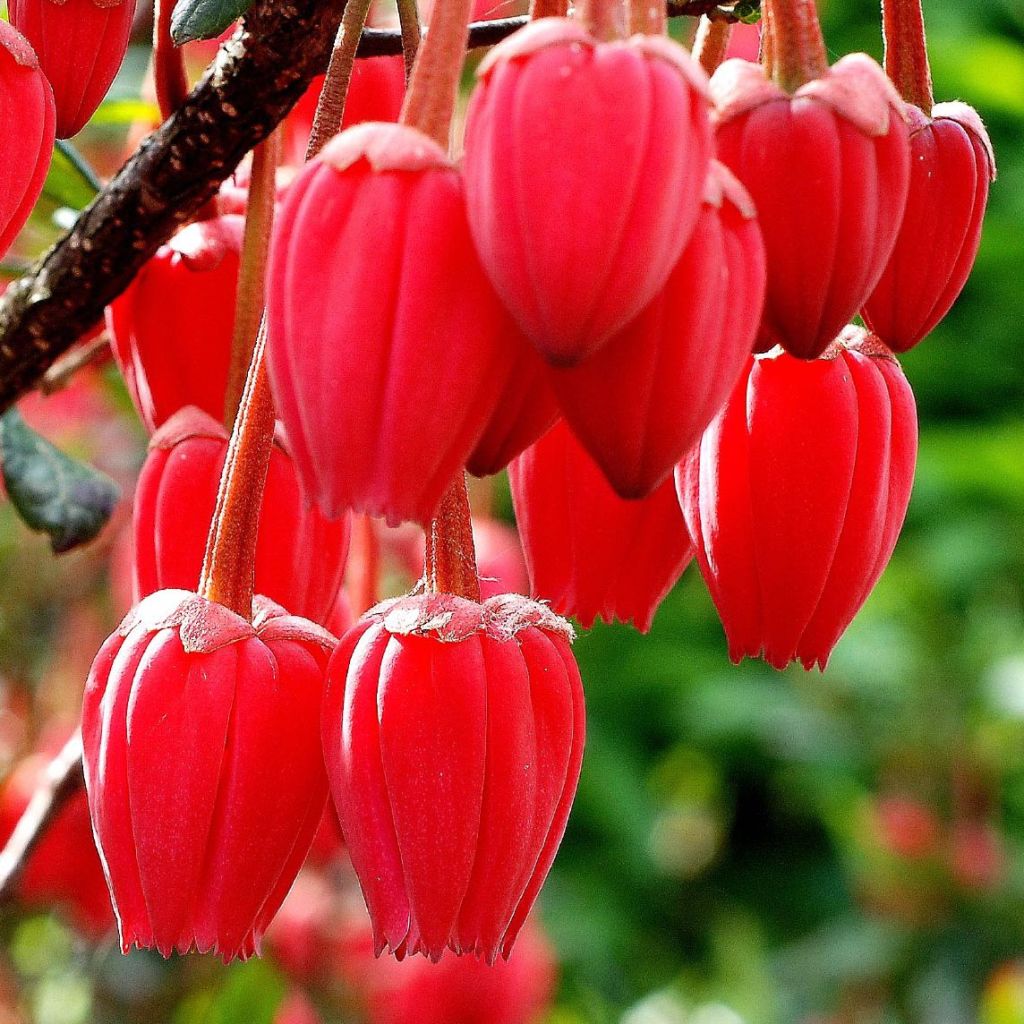 Crinodendron hookerianum - Polizonte