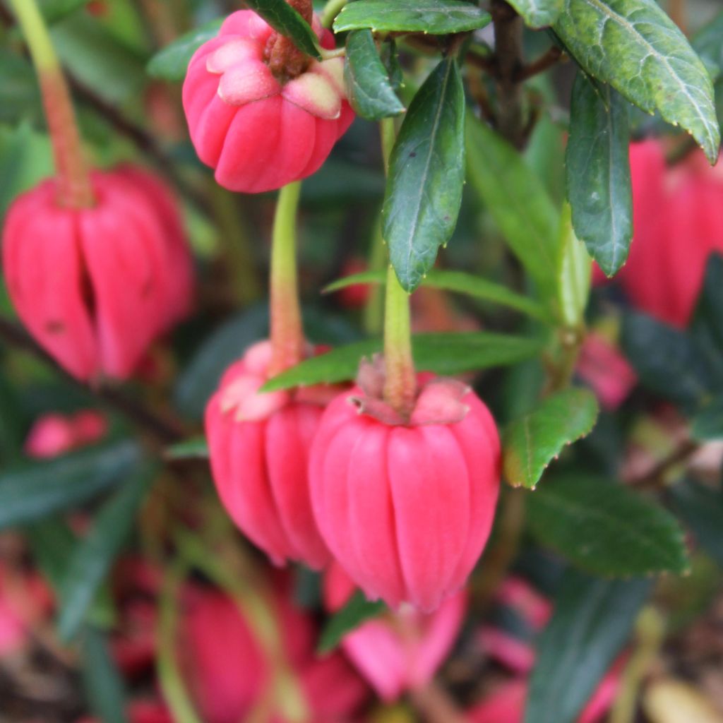 Crinodendron hookerianum - Polizonte