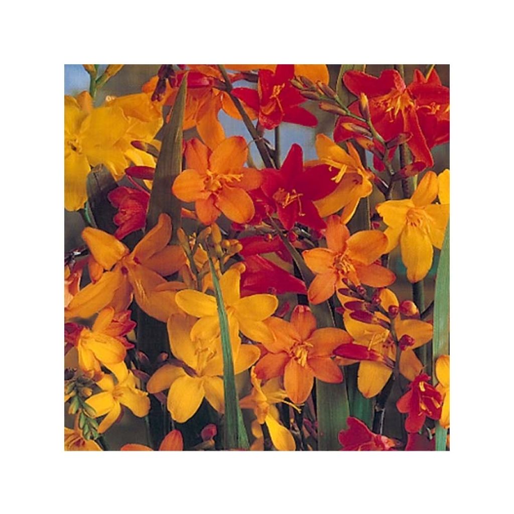 Crocosmia crocosmiiflora Mix Giant