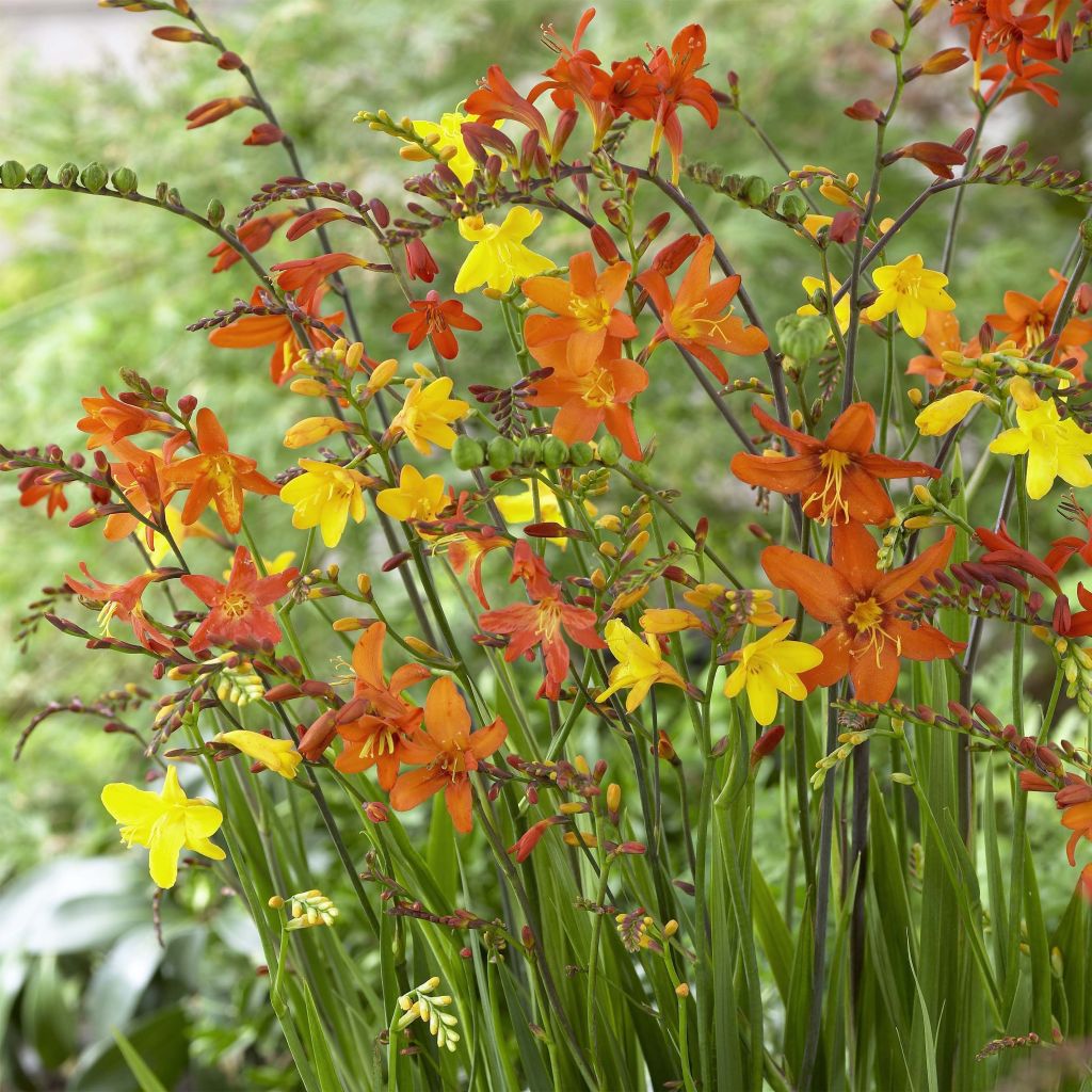 Crocosmia crocosmiiflora Mix