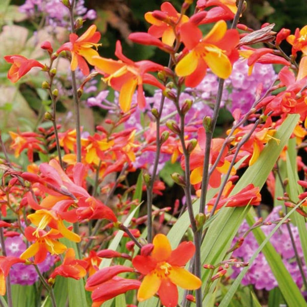 Crocosmia crocosmiflora Fire King