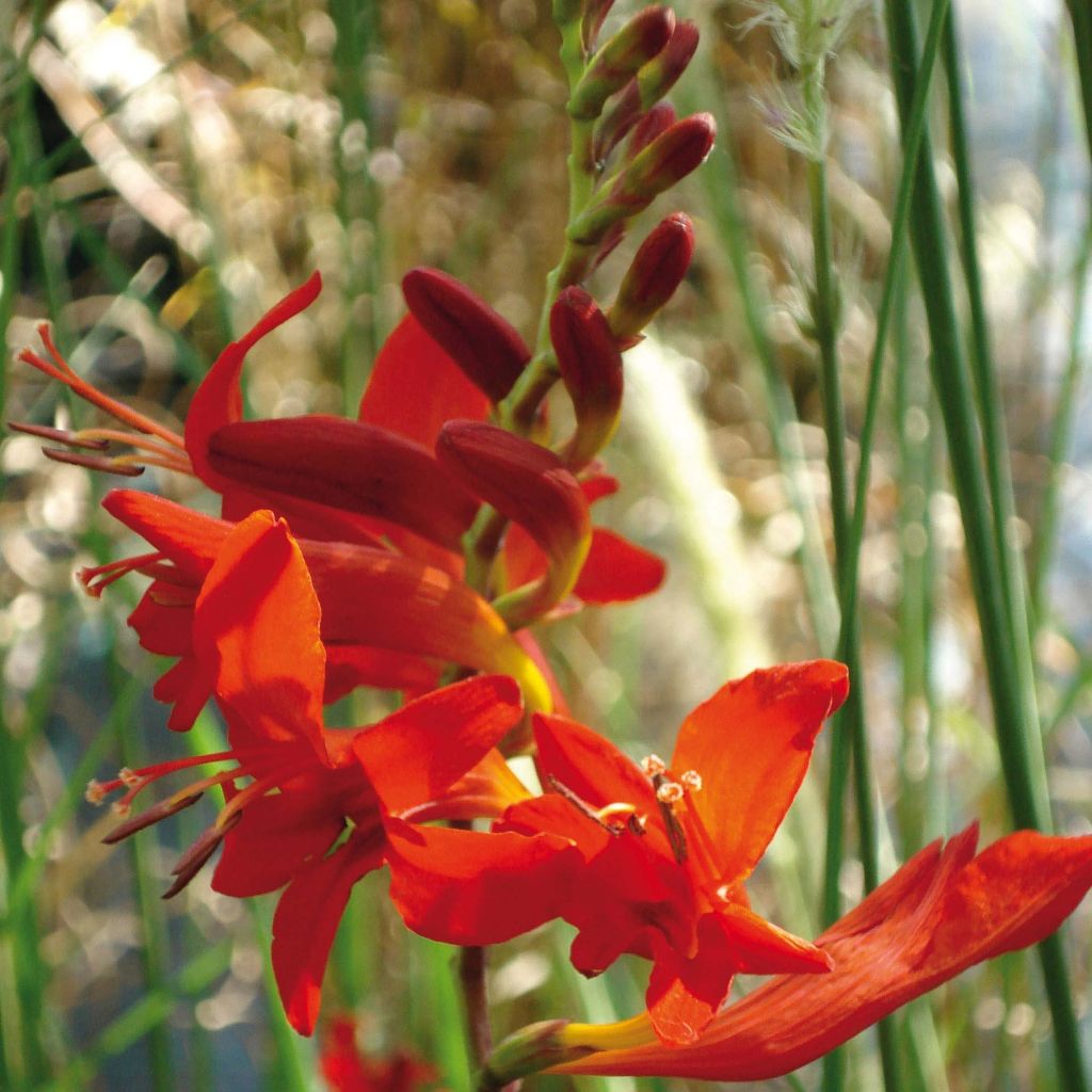 Crocosmia masoniorum Lucifer