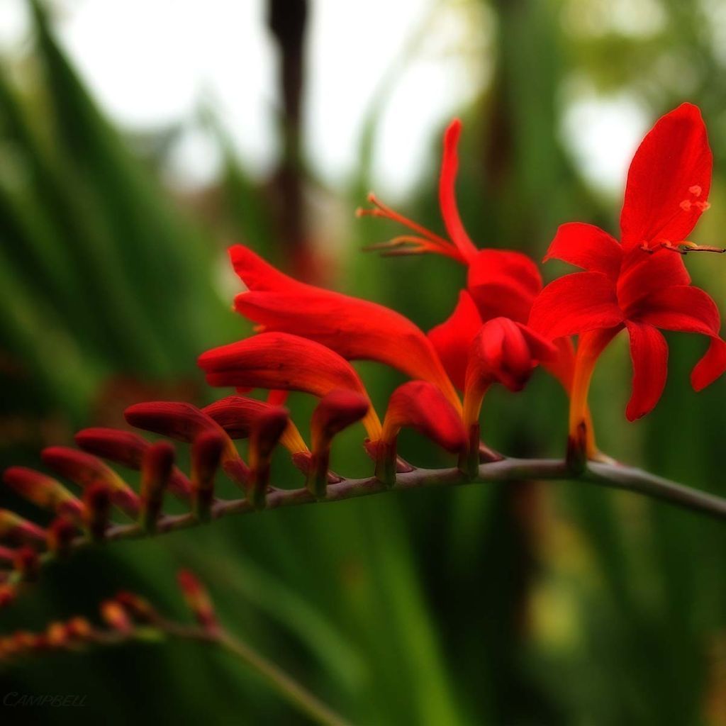 Crocosmia masoniorum Lucifer