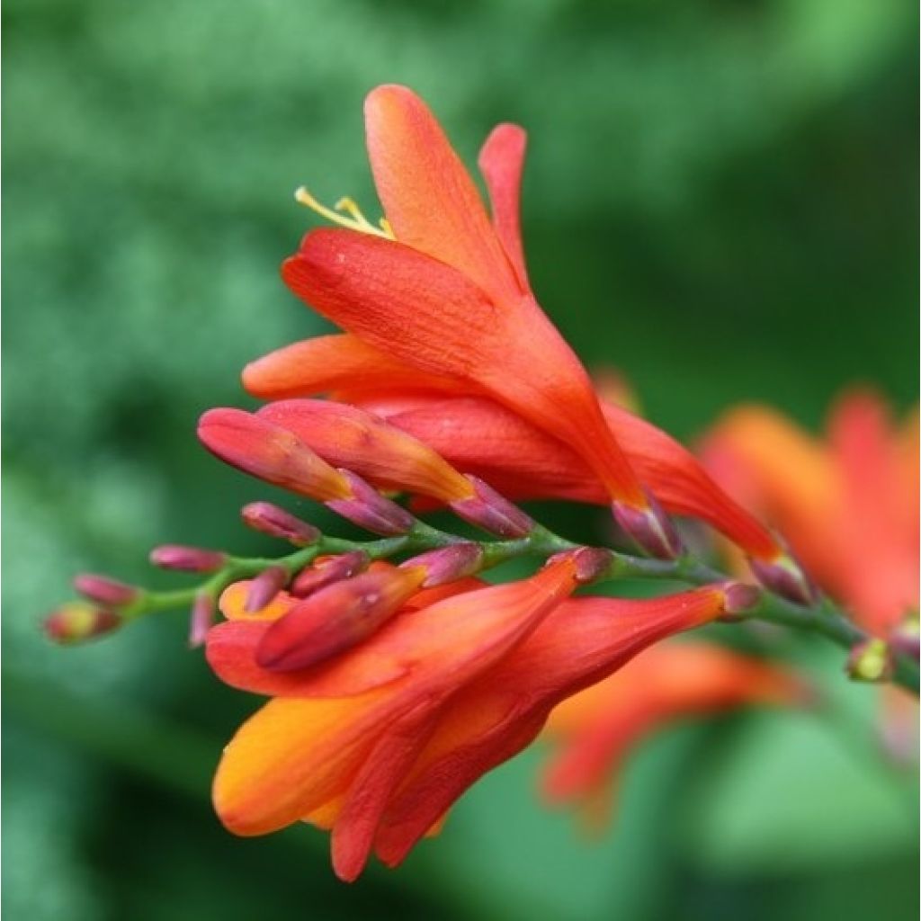 Crocosmia masoniorum Lucifer