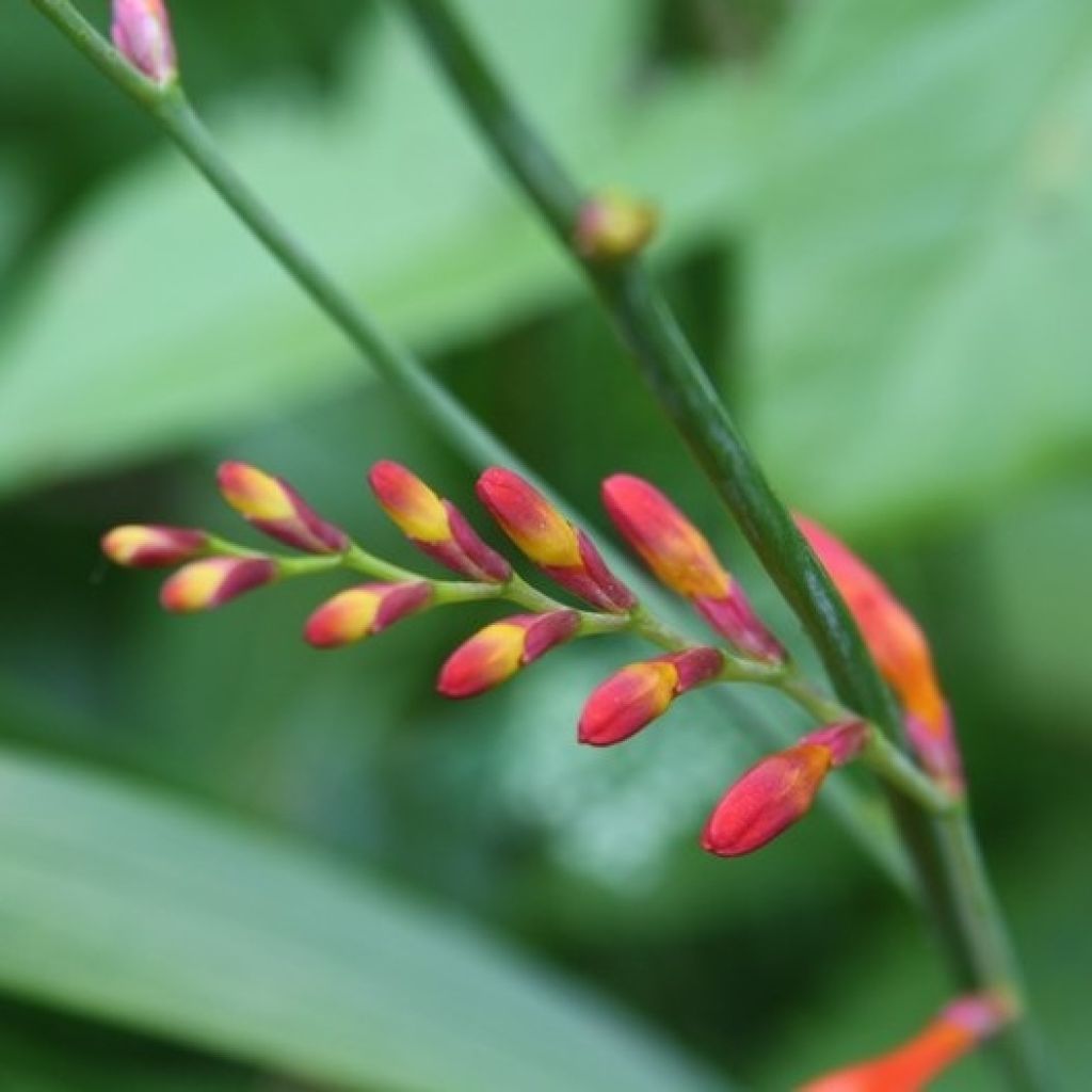 Crocosmia masoniorum Lucifer