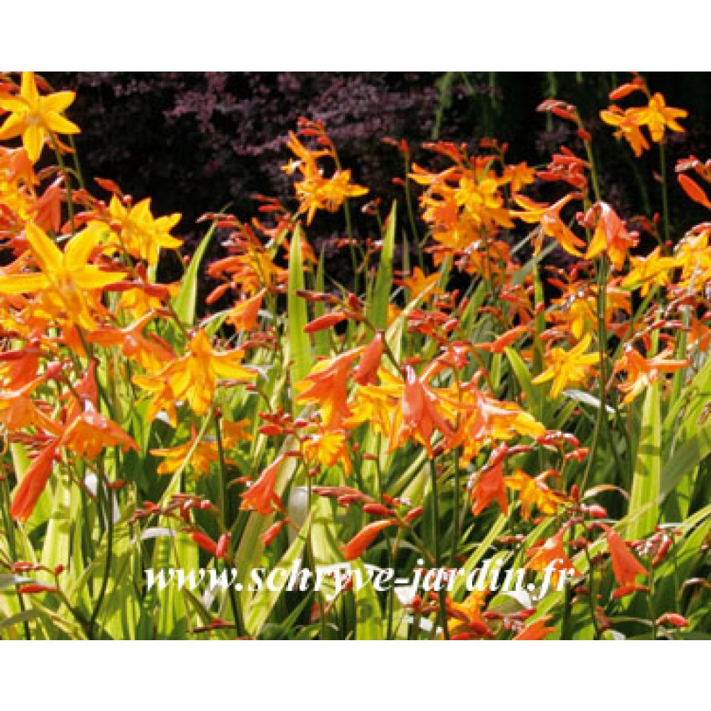 Crocosmia star of the west