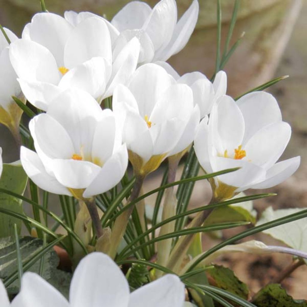 Crocus Chrysanthus Miss Vain