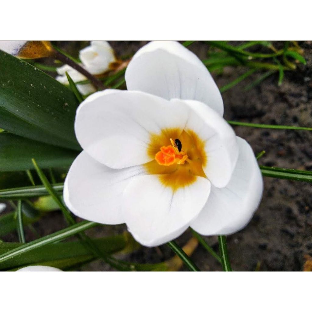 Crocus chrysanthus Snowbunting