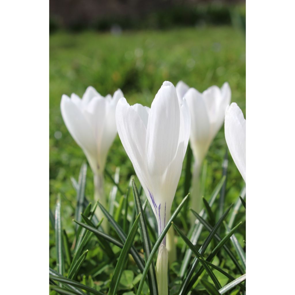 Crocus Jeanne D'Arc