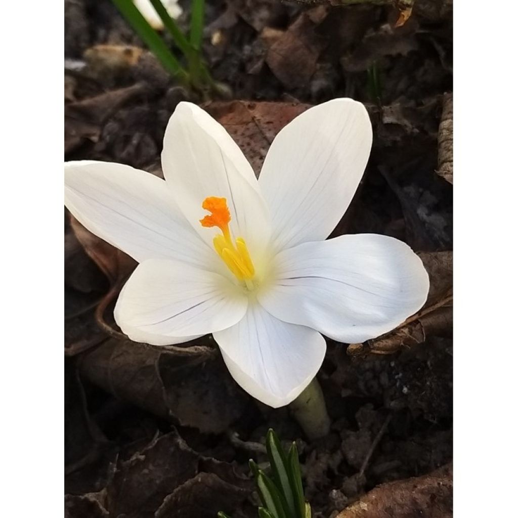 Crocus Jeanne D'Arc