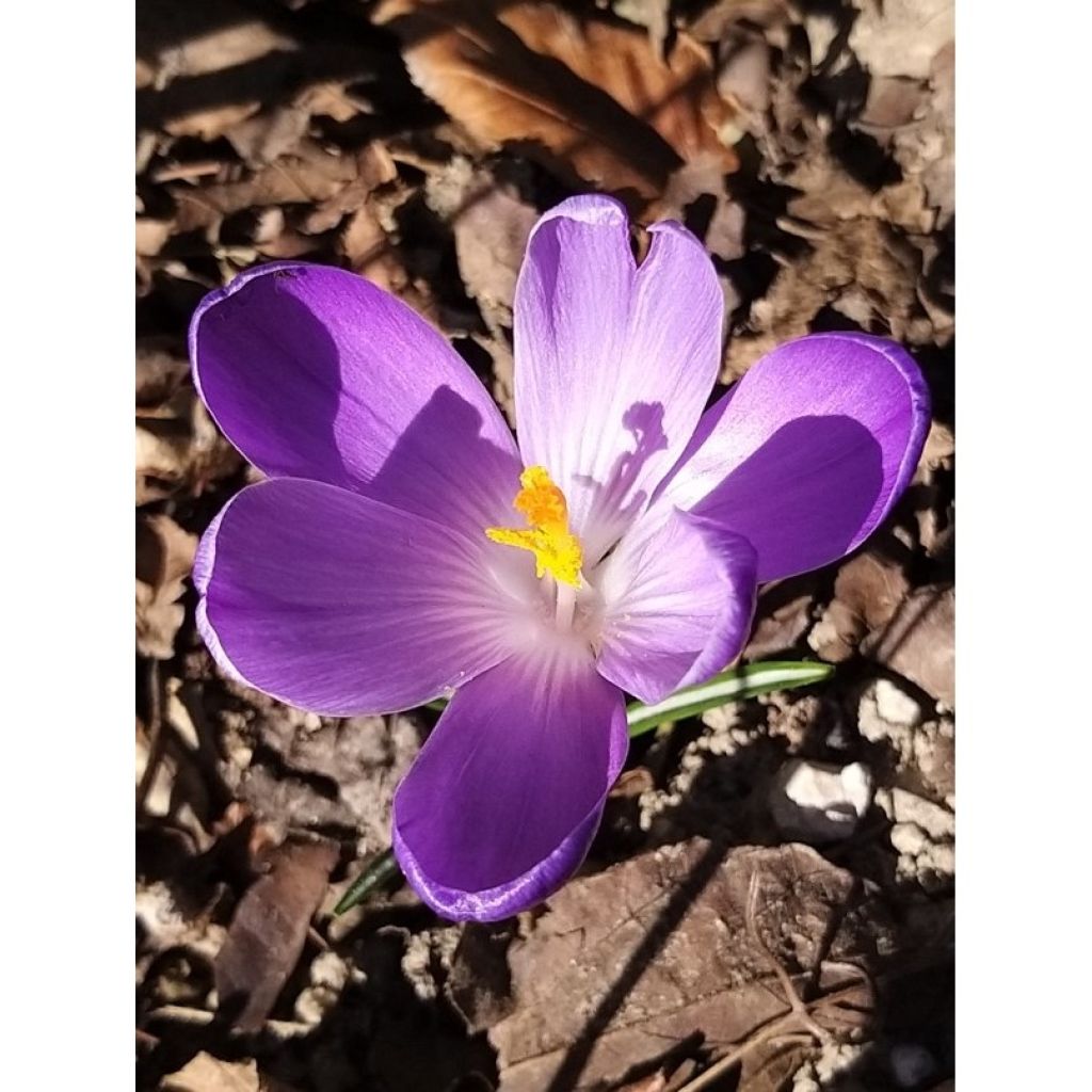 Crocus Remembrance