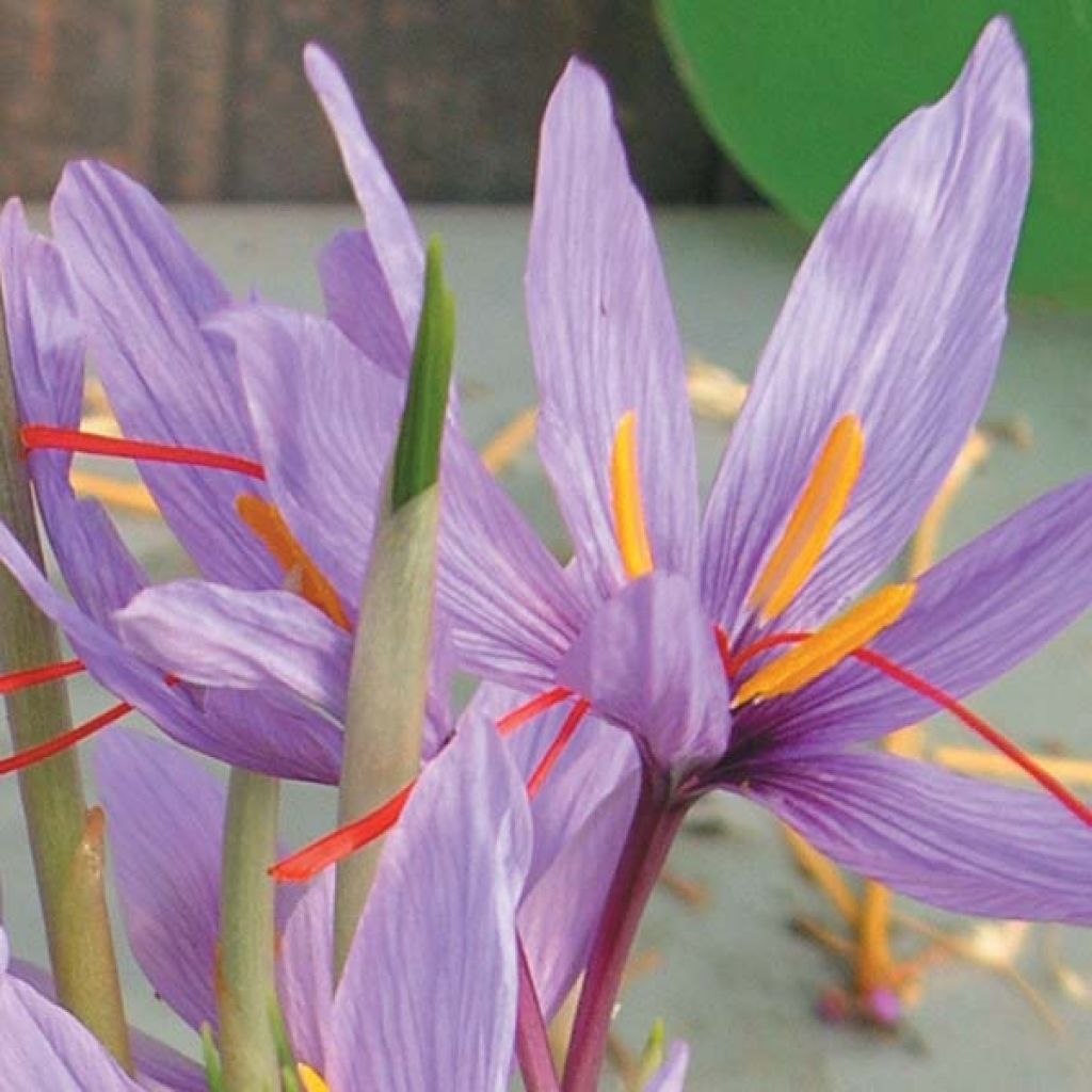 Azafrán - Crocus sativus