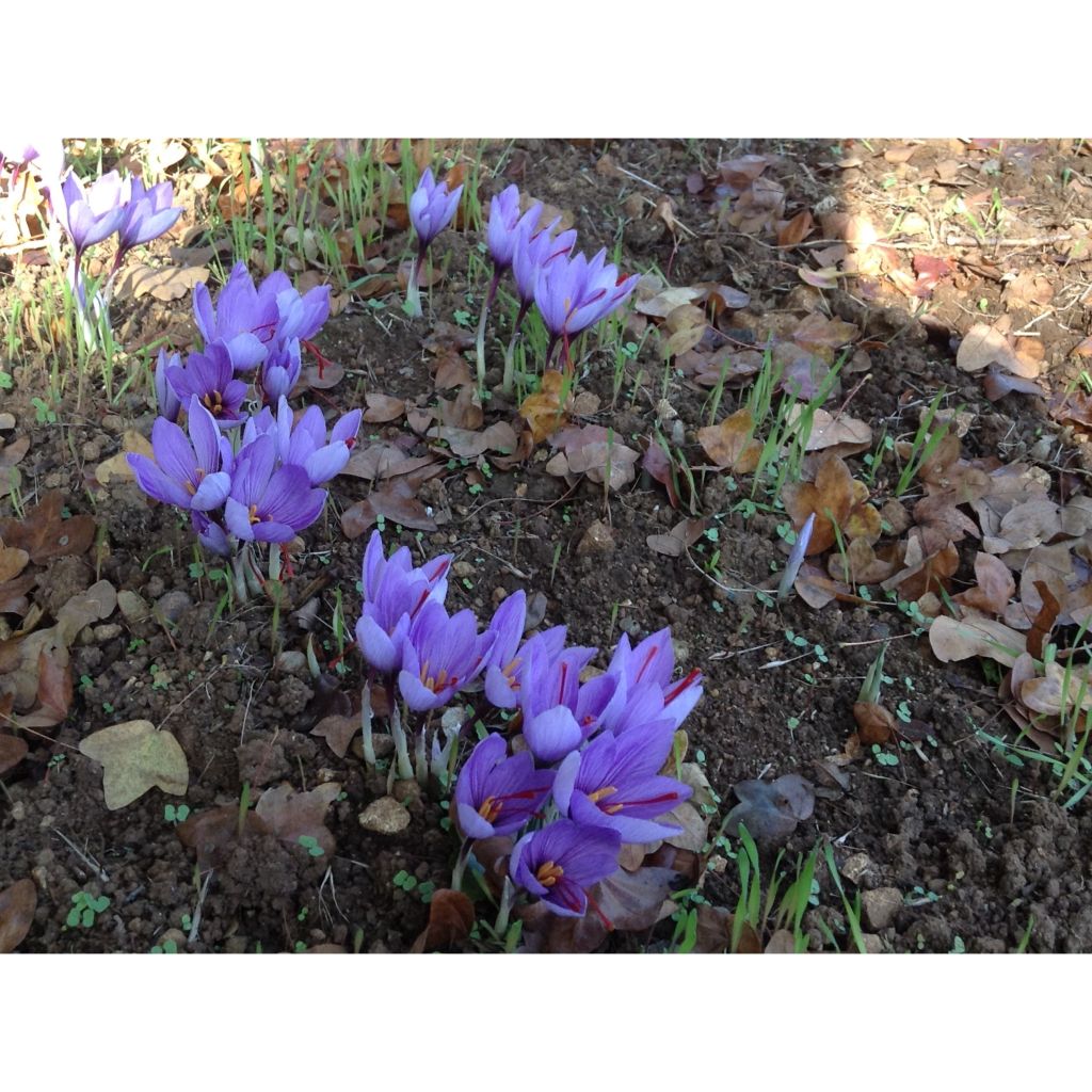 Azafrán - Crocus sativus