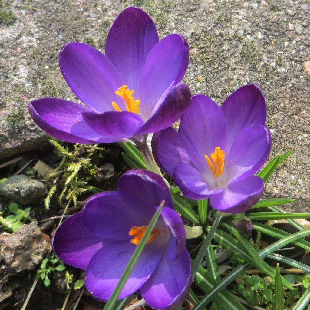 Crocus tommasinianus Ruby Giant