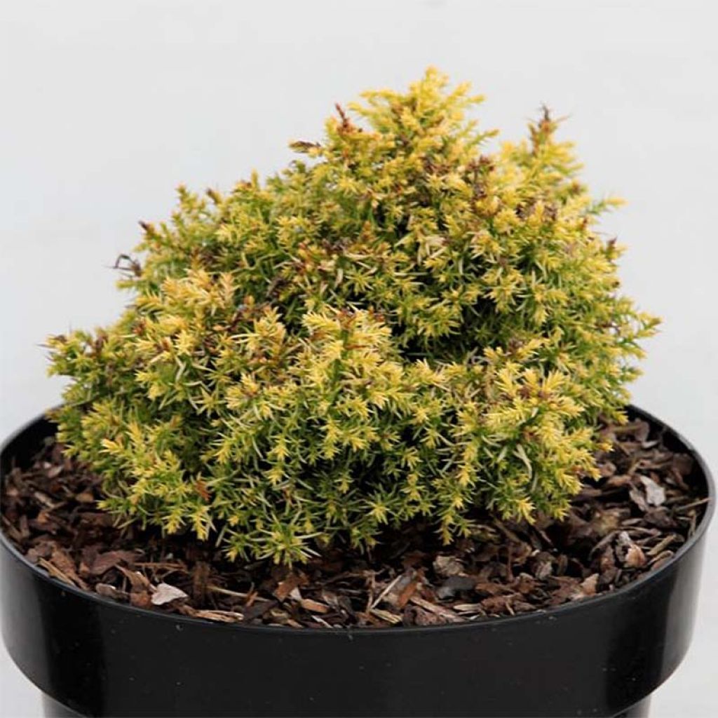 Sugi Twinkle Toes - Cryptomeria japonica