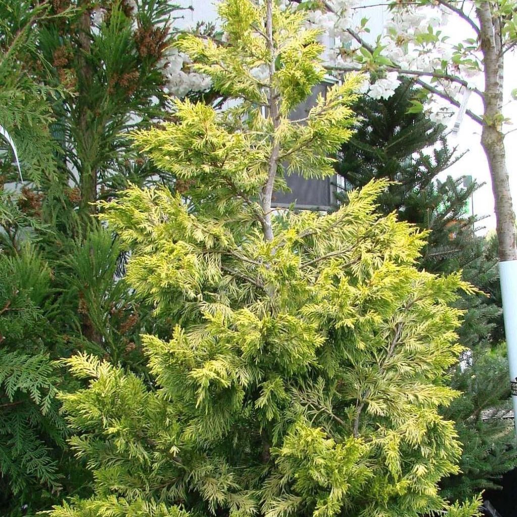 Ciprés leylandii Gold Rider - Cupressocyparis