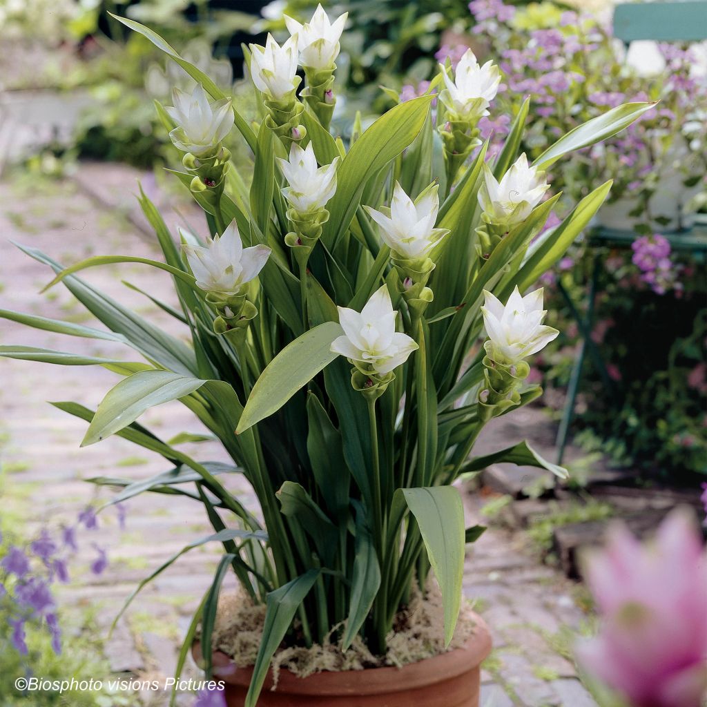 Curcuma alismatifolia White - Tulipán de Siam