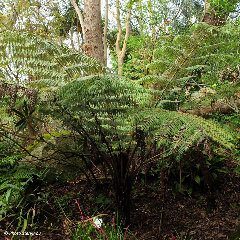 Cyathea dealbata - Helecho plateado